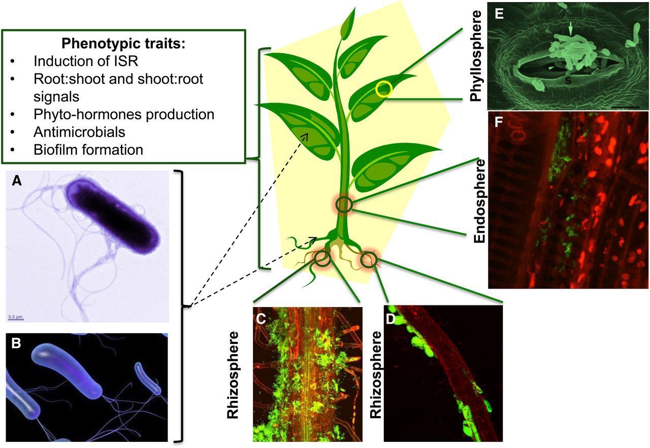 Functional Soil Microbiome: Belowground Solutio...