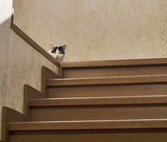 10 Common Cat Behavior Myths Decoded | Feline Health and News - manhattancats.com | Scoop.it