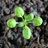Arabidopsis