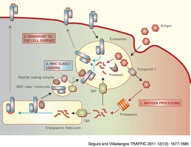 book stem cells