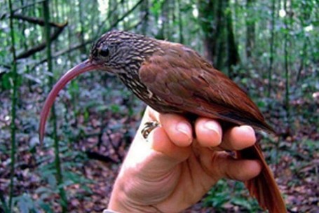 Grupo encontra novas aves da Amaz&ocirc;nia | Meu Acre, Ci&ecirc;ncias, Brasil, Artes e Borboletas | Scoop.it