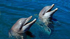 Cient&iacute;ficos 'hablar&aacute;n' el lenguaje de los delfines | desdeelpasillo | Scoop.it