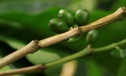 Costa Rica to sterilize fruit flies with X-rays | The Costa Rica News | Natural Pest Control | Scoop.it