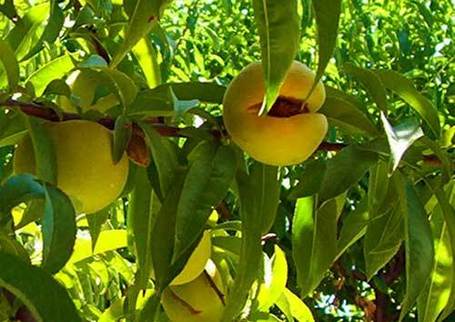 Jewels in the Genome Update and Upcoming PAG Workshop | Plant Breeding and Genomics News | Scoop.it