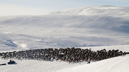 Rentunga, rotmos och blodklimp p&aring; det samiska festbordet - Meny | Discover Sigalon Valley - Where the Tags are the Topics | Scoop.it
