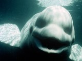 "Talking" Whale Could Imitate Human Voice | this curious life | Scoop.it
