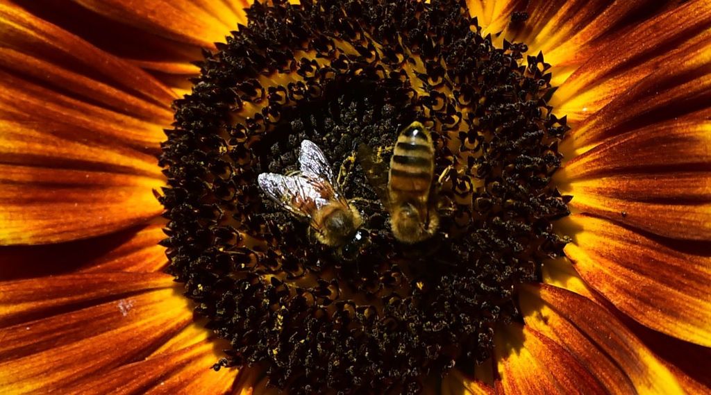 La France vote l'interdiction des insecticides tueurs d'abeilles