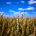 Top 10 Most Common GMO Foods | The Barley Mow | Scoop.it