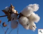 Organic growers claim &lsquo;partial victory&rsquo; v Monsanto | Materials & Production News | The Barley Mow | Scoop.it