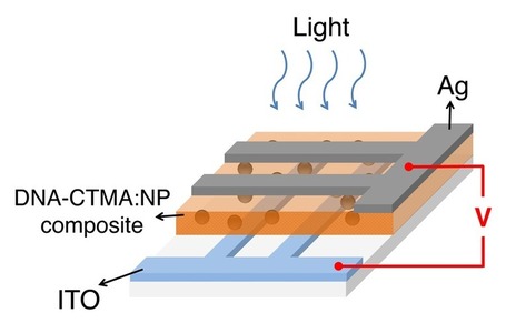 Salmon DNA-based memory device | KurzweilAI | Next Gen Sequencing (NGS) and Bioinformatics at UVic | Scoop.it