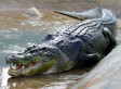 Lolong Is World's Biggest Crocodile: National Geographic | Xposed | Scoop.it