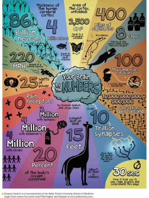 The brain in numbers, colours and&nbsp;wow | Brain Momentum | Scoop.it