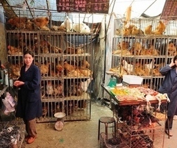 The end of H7N9? No new bird flu cases reported in over a week | Virology News | Scoop.it