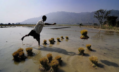 Davos 2013: new vision for agriculture is old news for farmers | The Glory of the Garden | Scoop.it