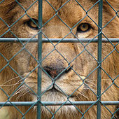 Campaign Against Canned Hunting | Biodiversity IS Life -- Conservation,Ecosystems,Wildlife,Rivers,Water,Forests | Scoop.it