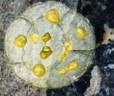 Une &eacute;tude &eacute;tablit l'origine d'anc&ecirc;tres unicellulaires | Aux origines | Scoop.it