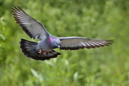 Neurons in Bird Brains Encode Earth's Magnetic Field, Giving Pi | Australian Popular Science | anti dogmanti | Scoop.it