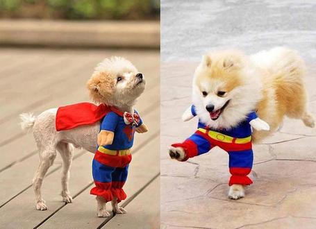 Super Dog! | Cultural Trendz | Scoop.it