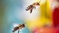 EU to ban pesticides in bee scare | Science and Other Wild Affairs | Scoop.it