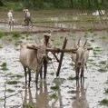 Climate change will hit Indian cereals, benefit legumes - SciDev.Net | Agriculture and Climate Change | Scoop.it
