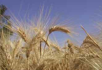 China wheat crop estimate 10m tonnes overstated | Wheat | Scoop.it