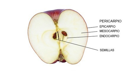 Resultado de imagen para criptografia LLAVE MANZANA