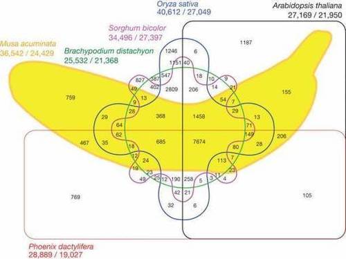 Promusa - Mobilizing banana science for sustainable livelihoods | The