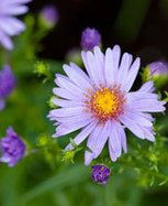 Jardin : les stars de l'automne | IMMOBILIER 2013 | Scoop.it