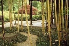 India's first bamboo park coming up in Tripura - The Day After | Black Belt Bamboost | Scoop.it