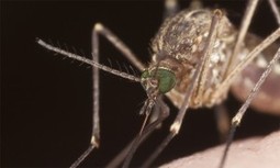 Mutant Mosquitoes Recruited to Fight Dengue Fever in Florida | FloridaNews | Scoop.it