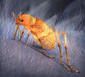 Jurassic pain: Giant 'flea-like' insects plagued dinosaurs 165 million years ago | Quite Interesting News | Scoop.it