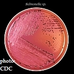 Researchers develop a faster method to identify Salmonella strains | Penn State University | Research from the NC Agricultural Research Service | Scoop.it