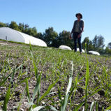 Bread geeks bring native wheat species back to Los Angeles | bread | Scoop.it