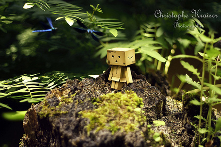 Danbo et les libellules Best of Danbo Scoopit