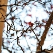 TechWell | Should Agile Teams Minimize Branching? | Agile in Dev Teams | Scoop.it