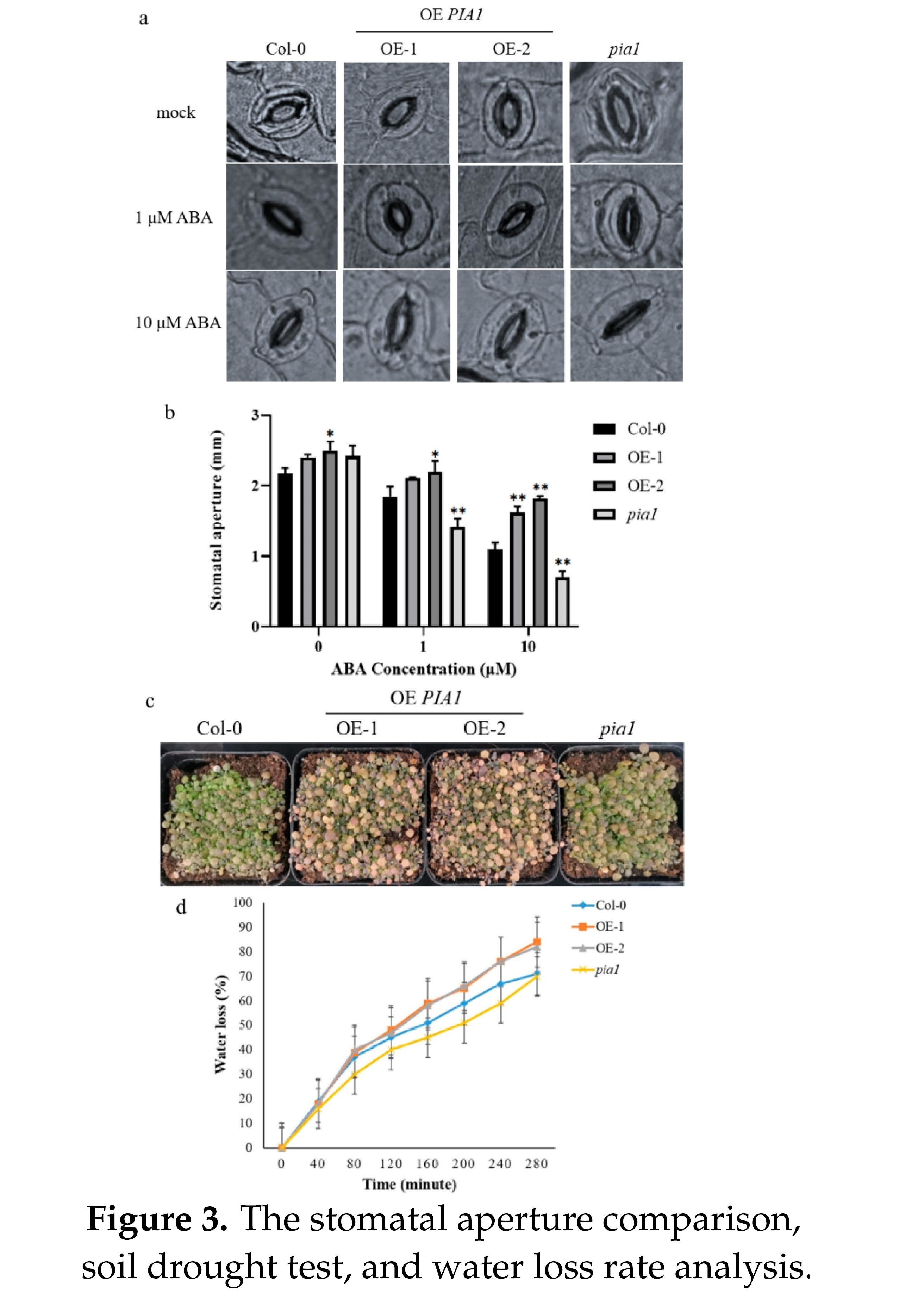 Arabidopsis Protein Phosphatase Pia Impairs Pl