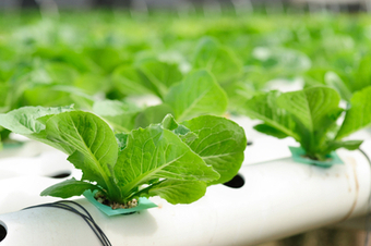 GCC establishing $1 billion food security fund in Morocco | Agriculture et Alimentation m&eacute;diterran&eacute;enne durable | Scoop.it