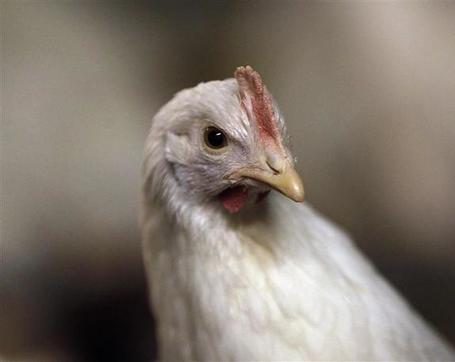 ANALYSE : Le d&eacute;clin du groupe Doux annonce-t-il la mort de la fili&egrave;re volaille fran&ccedil;aise ? | agro-media.fr | agro-media.fr | actualit&eacute; agroalimentaire | Scoop.it
