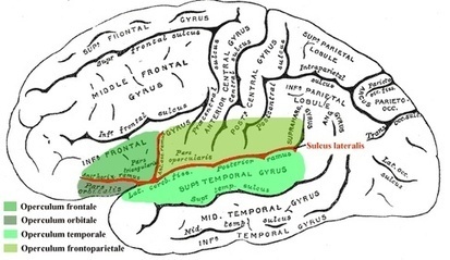 Your Brain Can Feel Metaphors | Just Story It | Scoop.it