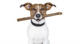 Dog treat made from bull penis may pose health risks | Nature Animals humankind | Scoop.it