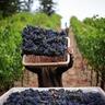 Vitabella Wine Daily Gossip