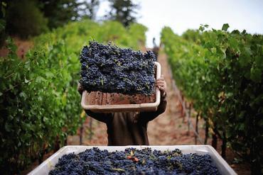 Wine Drinkers Face Little Danger from Pesticides, but Vineyard Workers Do | Vitabella Wine Daily Gossip | Scoop.it