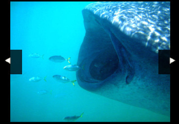 In pursuit of an encounter with whale sharks | Belize in Social Media | Scoop.it