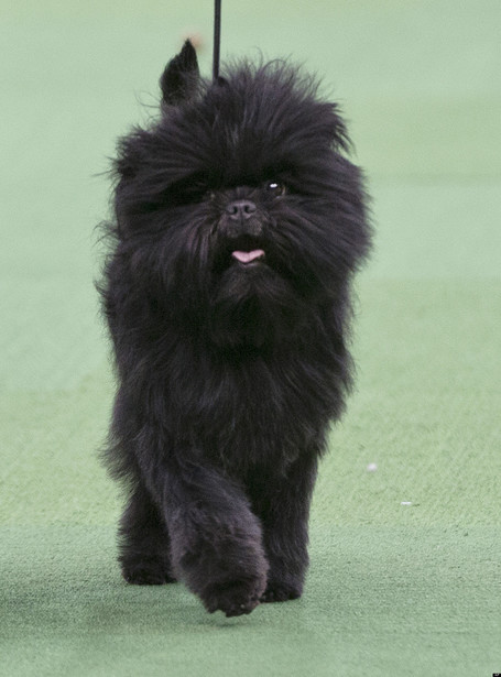 Meet America's Top Dog | Xposed | Scoop.it
