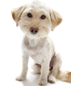 Hair Cuts  Dogs on Summer Haircuts For Dogs   Dog Channel   Lots Of Pets   Scoop It