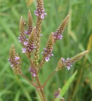 July Flowering Phenology &laquo; Nature Inquiries &laquo; | Plant Pest Modeling | Scoop.it