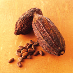 Is Cocoa the Brain Drug of the Future?: Scientific American | cognition | Scoop.it