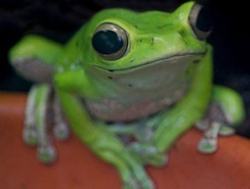 New Study: Common Pesticides Kill Frogs on Contact | Farming, Forests, Water & Fishing (No Petroleum Added) | Scoop.it