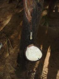 Thai, Indonesian rubber sold at 4-year lows - trade | Hevea brasiliensis | Scoop.it