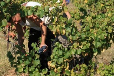Le cerveau, victime des pesticides - Terra eco | LYonenFrance | Scoop.it